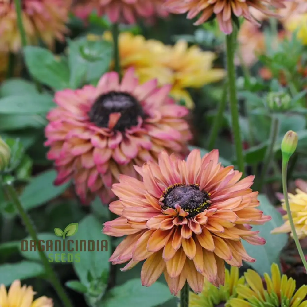 Rudbeckia Hirta 'Sahara' Flower Seeds For Planting, Beautiful Sahara Black-Eyed Susans for a Colorful Garden Display - Image 4