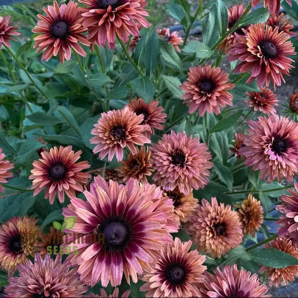 Rudbeckia Seeds (Rudbeckia Hirta Sahara Seeds) - Warm Multicolor Blooms for Gardening