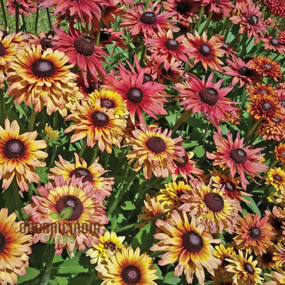 Rudbeckia Seeds (Rudbeckia Hirta Sahara Seeds) - Warm Multicolor Blooms for Gardening - Image 3