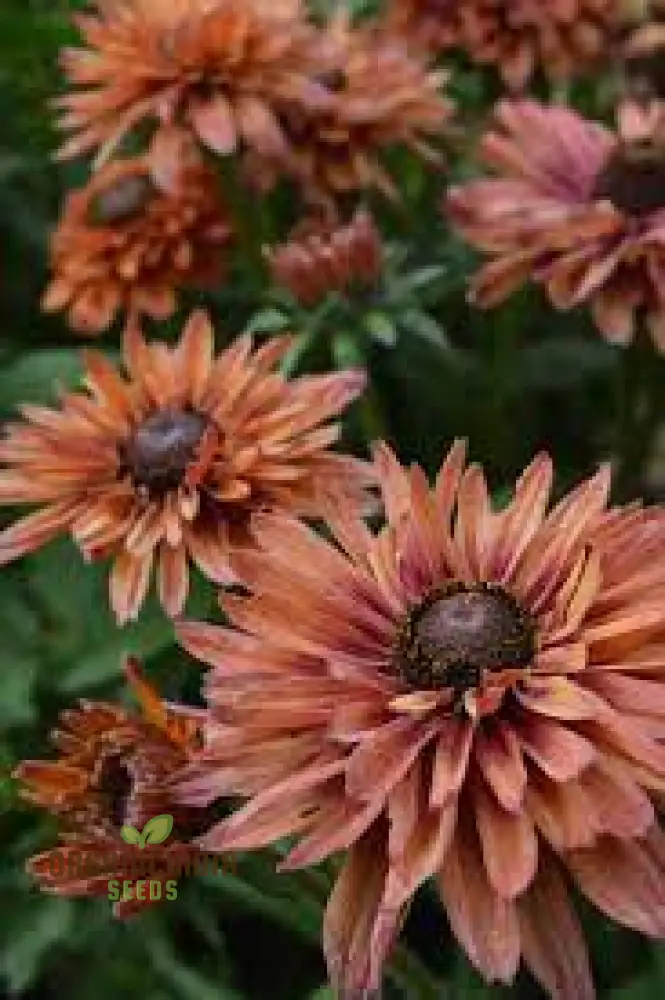 Rudbeckia Seeds (Rudbeckia Hirta Sahara Seeds) - Warm Multicolor Blooms for Gardening - Image 4