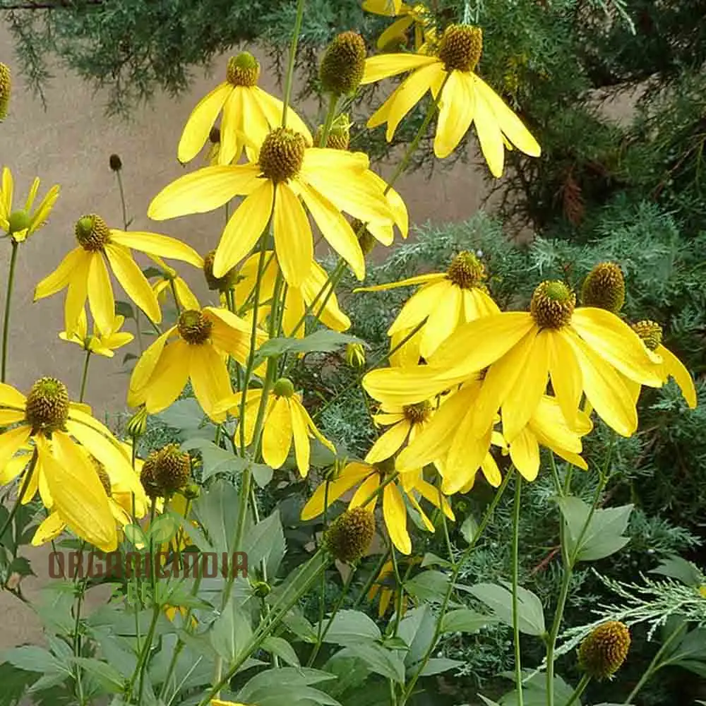 Rudbeckia Laciniata Seeds for Planting, Premium Quality Seeds for Vibrant Gardens