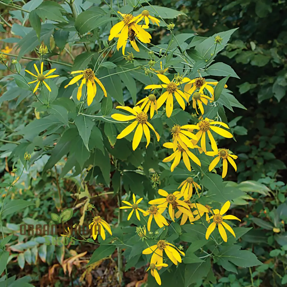 Rudbeckia Laciniata Seeds for Planting, Premium Quality Seeds for Vibrant Gardens - Image 3