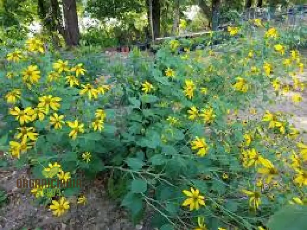 Rudbeckia Laciniata Seeds for Planting, Premium Quality Seeds for Vibrant Gardens - Image 4