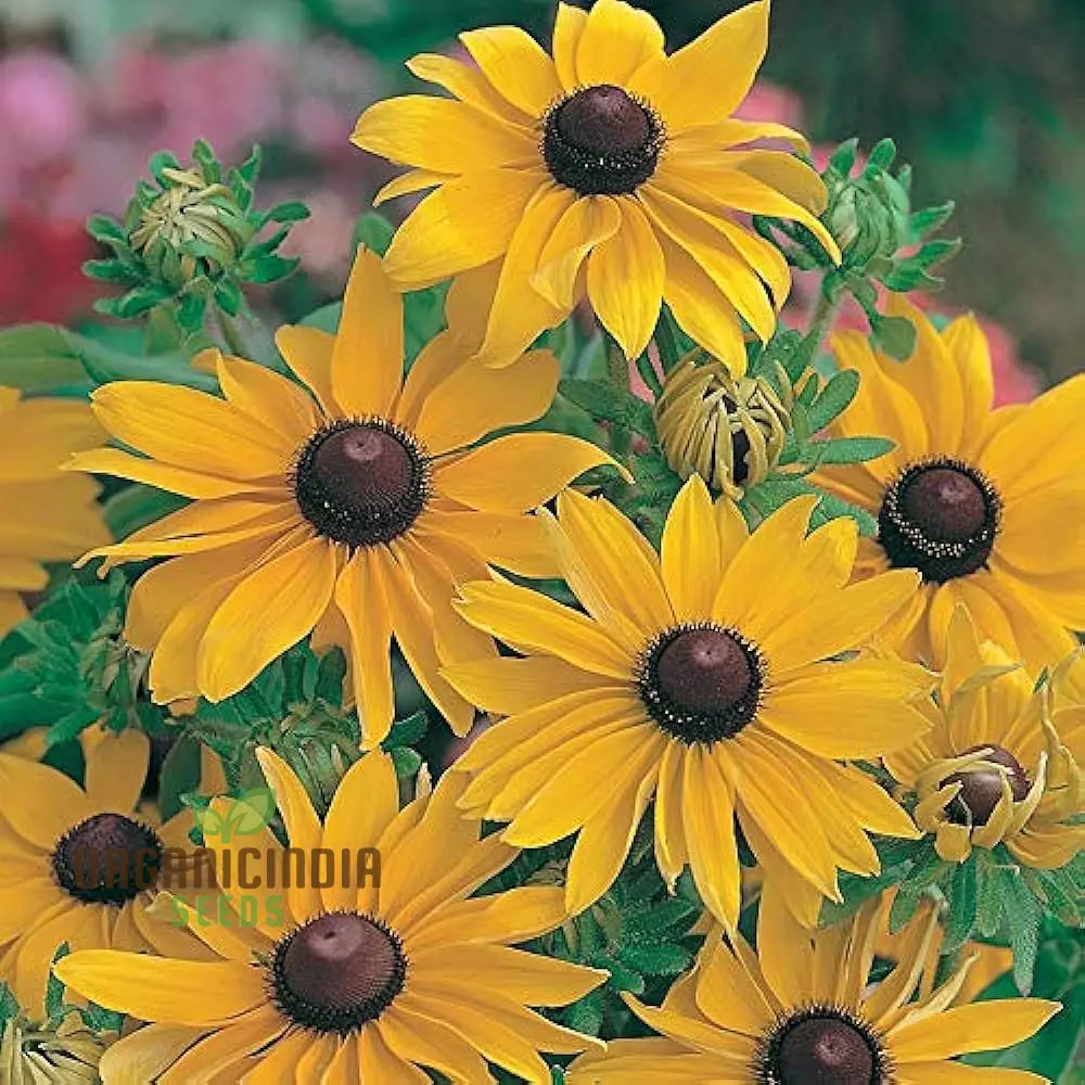 Rudbeckia Marmalade Flower Seeds, Premium Flower Seeds for Gardening Enthusiasts ,Exquisite Garden Seeds
