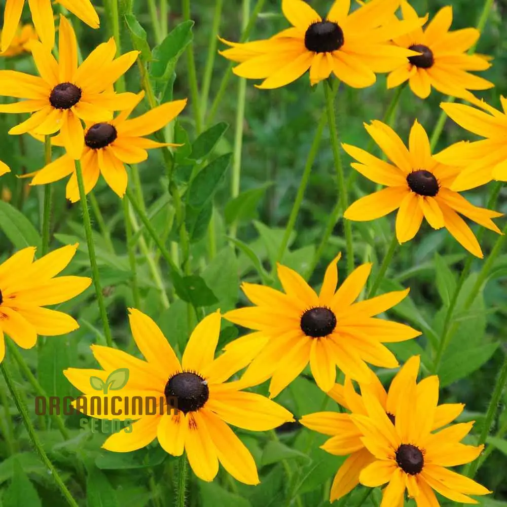 Rudbeckia Marmalade Flower Seeds, Premium Flower Seeds for Gardening Enthusiasts ,Exquisite Garden Seeds - Image 3