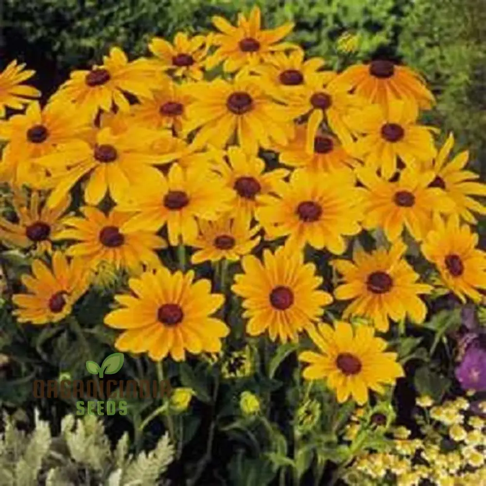 Rudbeckia Marmalade Flower Seeds, Premium Flower Seeds for Gardening Enthusiasts ,Exquisite Garden Seeds - Image 4