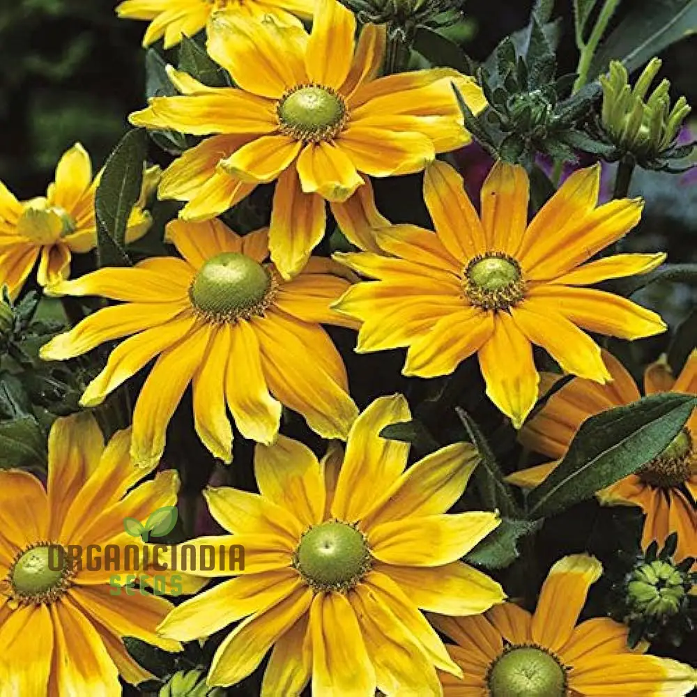 Rudbeckia Prairie Sunflower Seeds for Planting- Grow Bright and Cheerful Prairie Sun Rudbeckia Flowers in Your Garden - Image 3