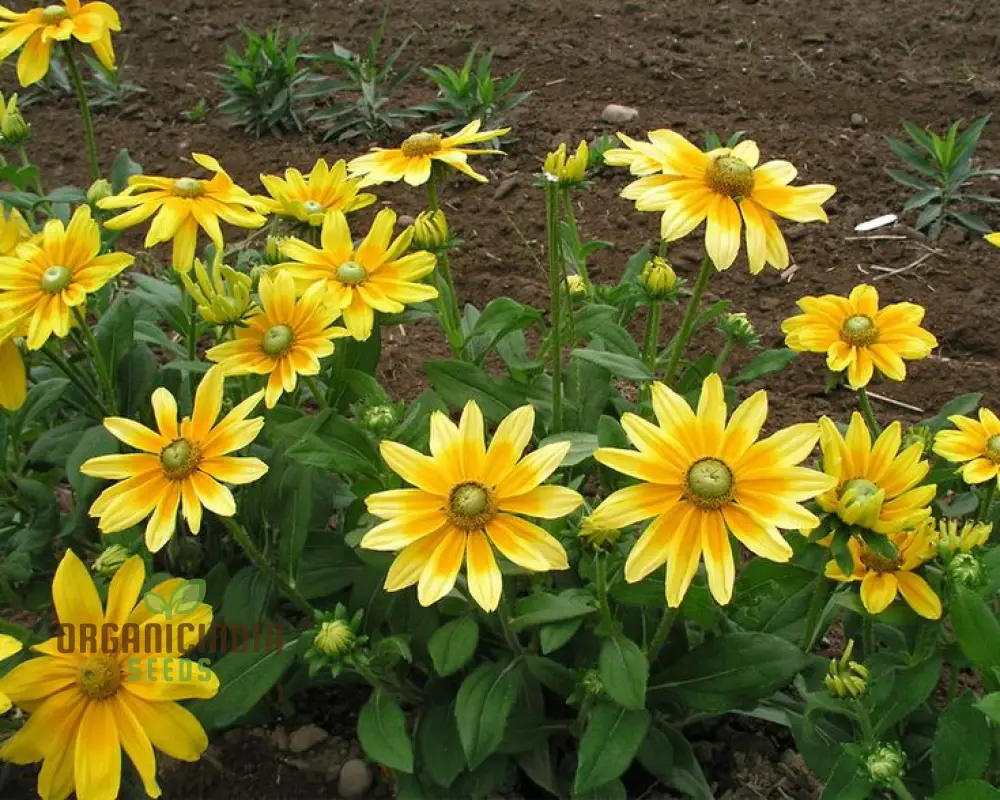 Rudbeckia Prairie Sunflower Seeds for Planting- Grow Bright and Cheerful Prairie Sun Rudbeckia Flowers in Your Garden - Image 4