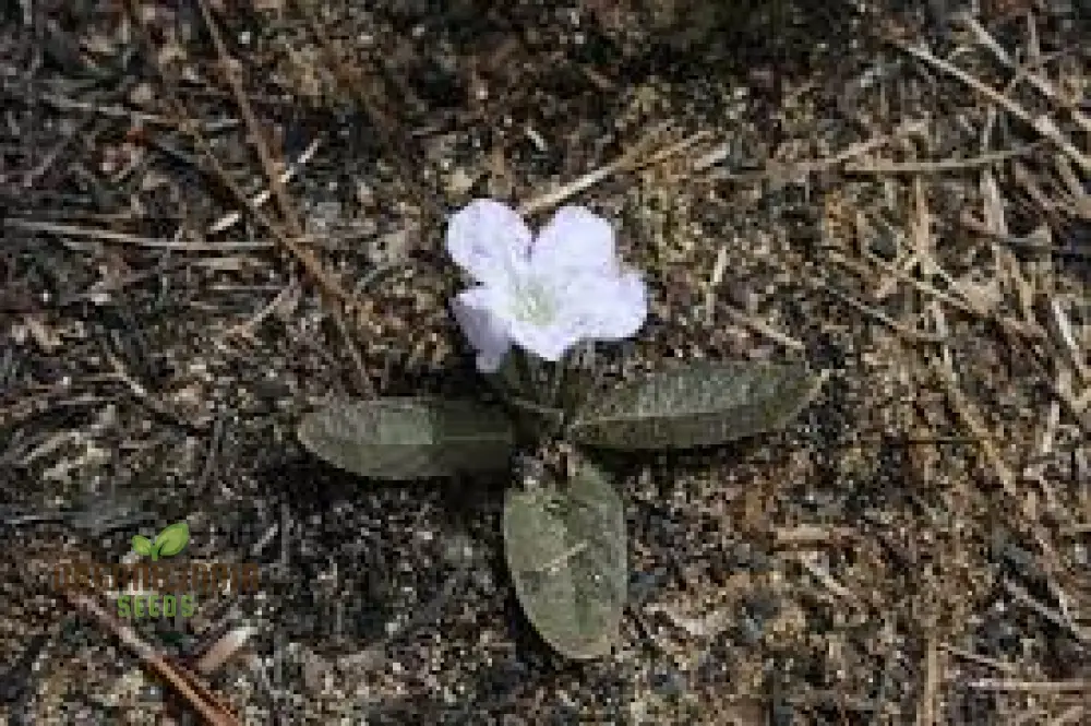 Ruellia Ciliata Seeds - Premium Quality for Gardening Enthusiasts | Organic Flower Seeds