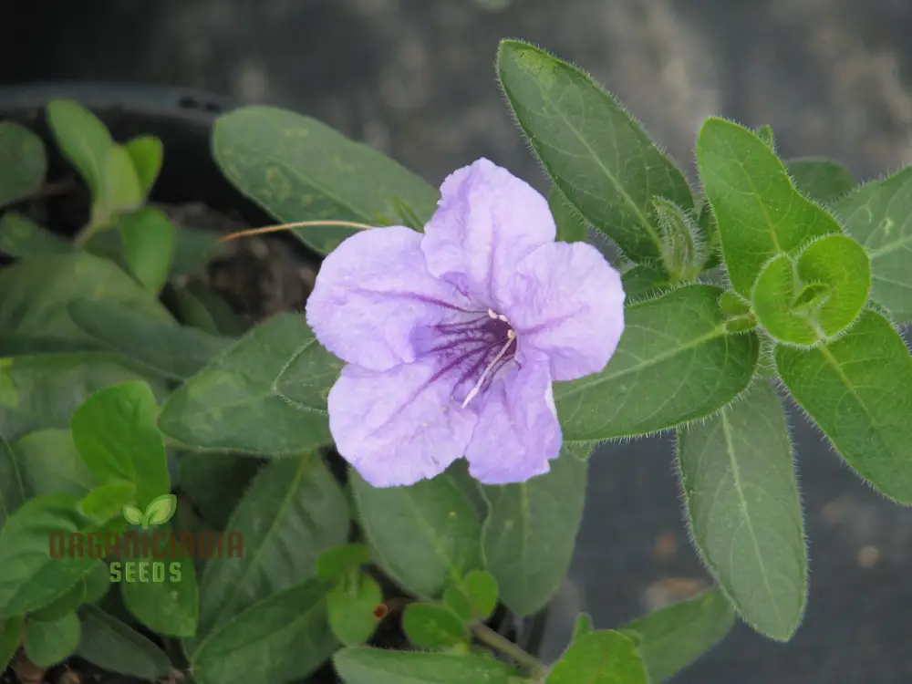 Ruellia Humilis Seeds - Premium Quality Gardening Seeds for Beautiful Wild Petunias
