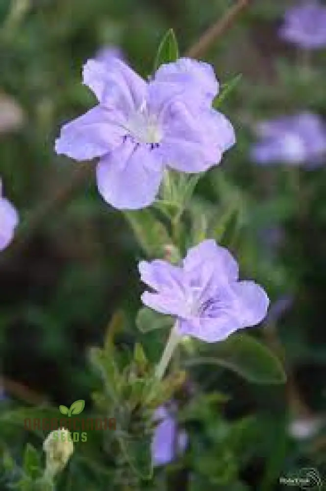Ruellia Humilis Seeds - Premium Quality Gardening Seeds for Beautiful Wild Petunias - Image 3