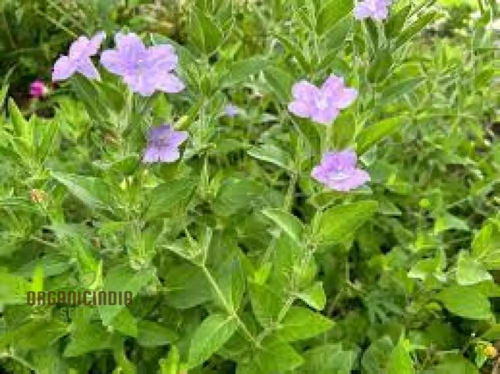Ruellia Humilis Seeds - Premium Quality Gardening Seeds for Beautiful Wild Petunias - Image 4