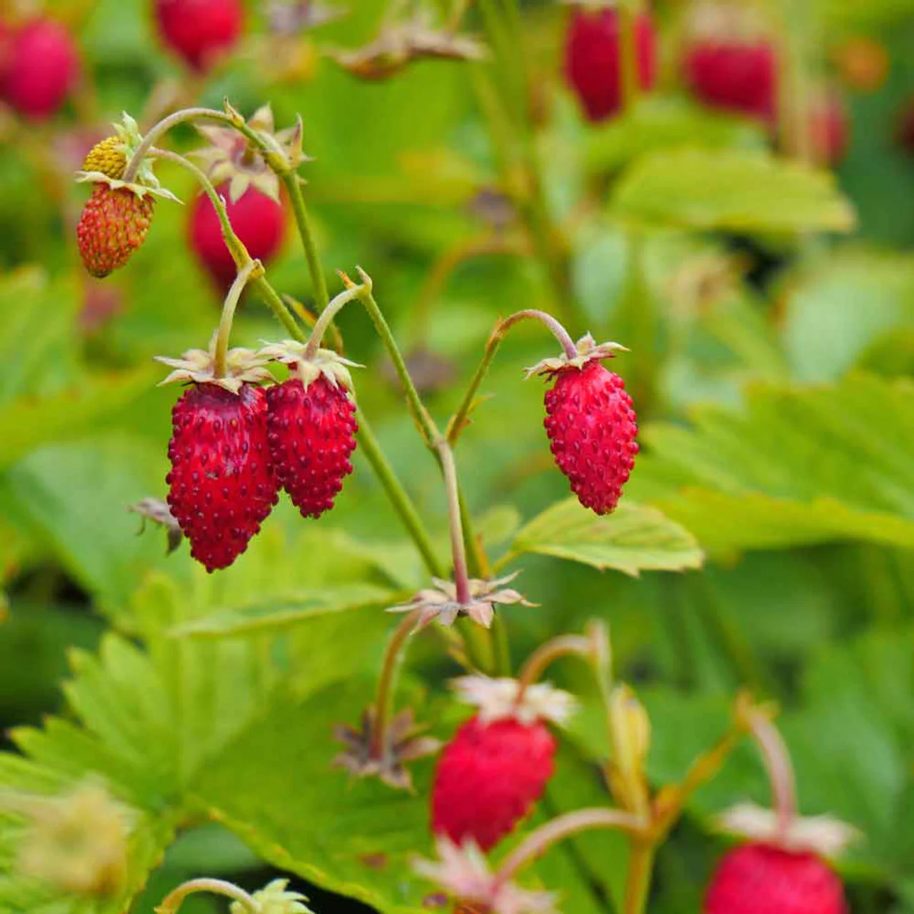 Rügen Strawberry Everbearing Seeds