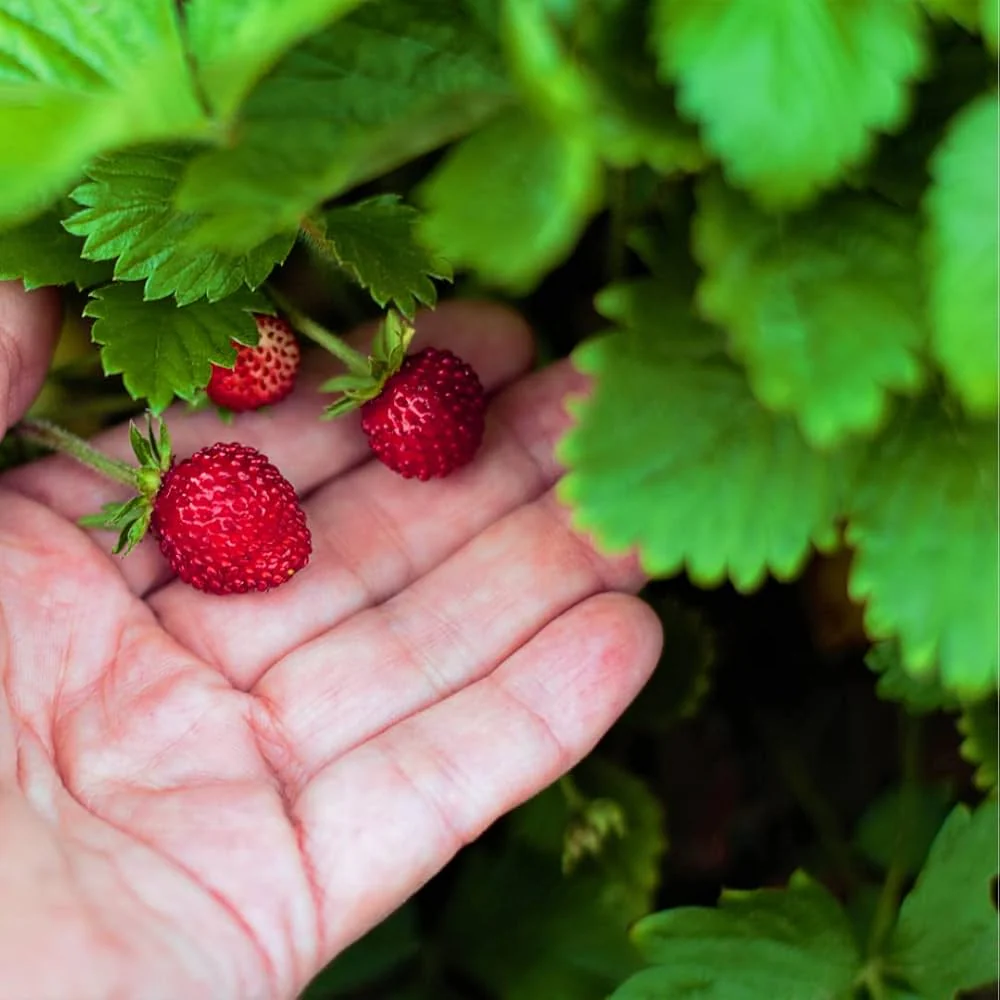 Rügen Strawberry Everbearing Seeds - Image 3