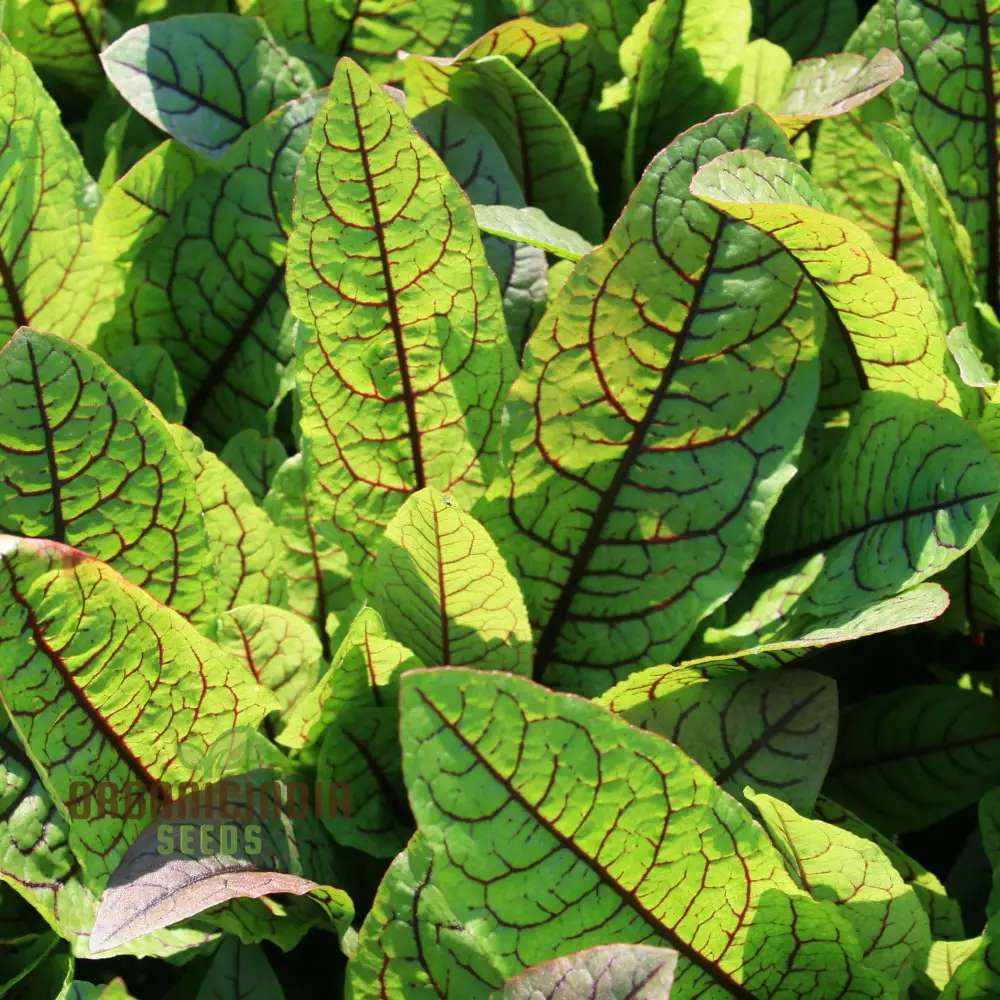 Rumex Sanguineus Seeds for Gardening Enthusiasts | Organic Gardening Seeds for Vibrant Ornamental Plants