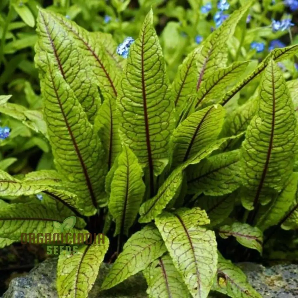Rumex Sanguineus Seeds for Gardening Enthusiasts | Organic Gardening Seeds for Vibrant Ornamental Plants - Image 3