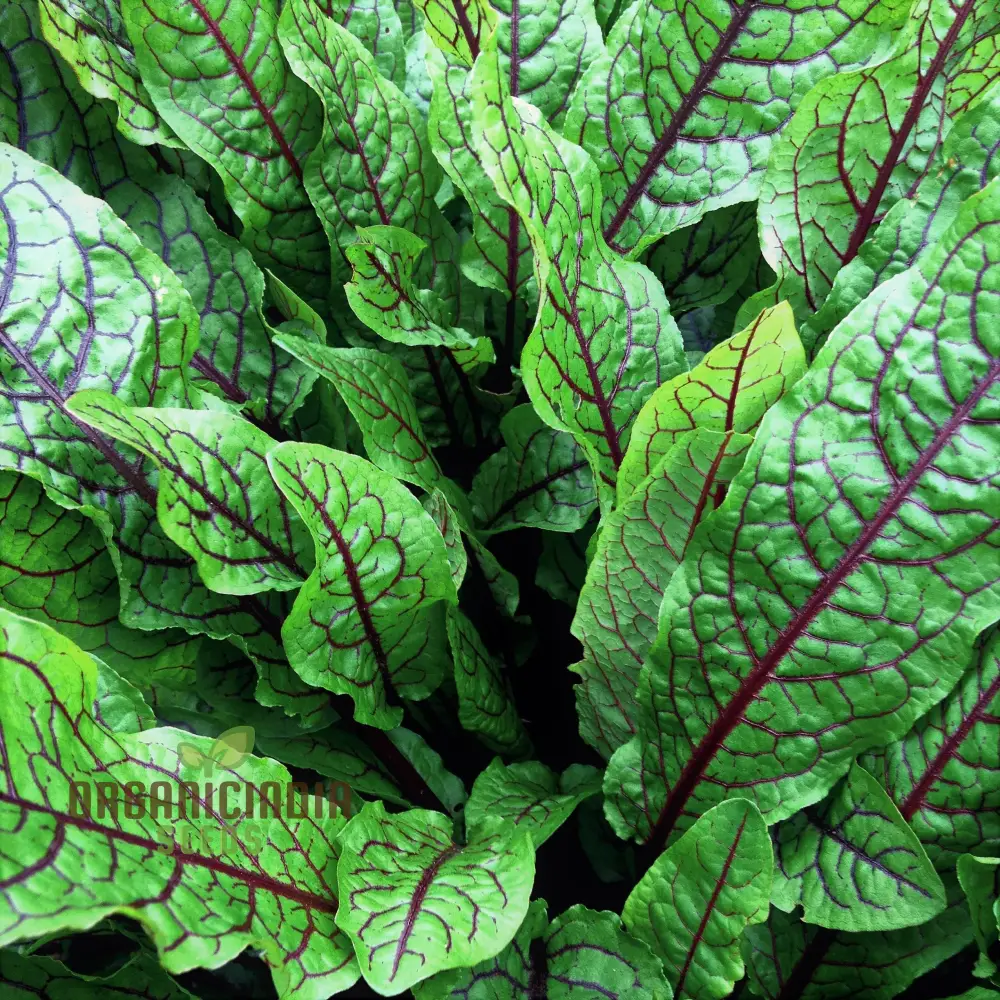 Rumex Sanguineus Seeds for Gardening Enthusiasts | Organic Gardening Seeds for Vibrant Ornamental Plants - Image 4