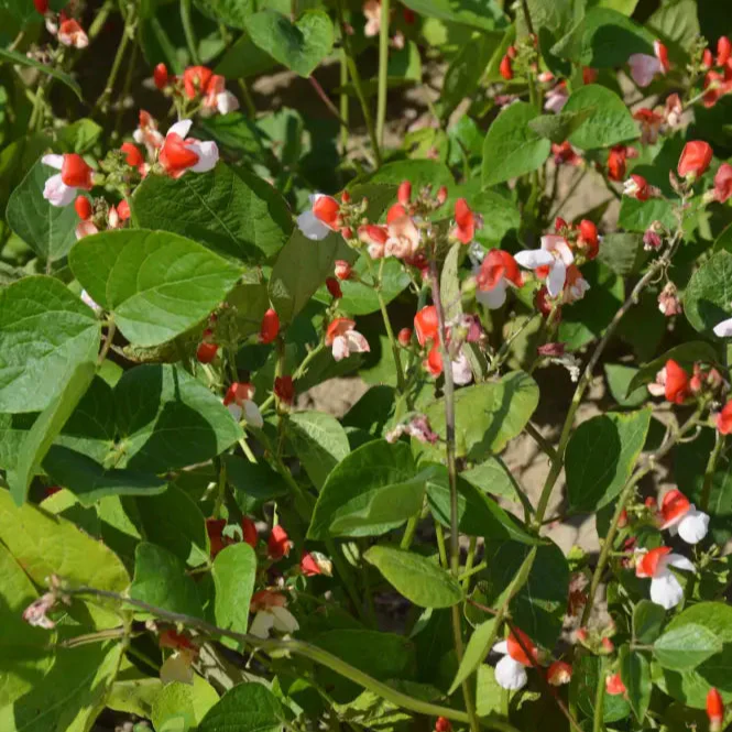 Runner Bean Hestia (Dwarf) Vegetable Seeds for Planting, Perfect for Small Gardens & Containers – High-Quality Seeds for Easy Gardening