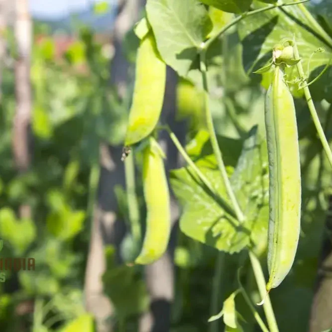 Runner Bean Hestia (Dwarf) Vegetable Seeds for Planting, Perfect for Small Gardens & Containers – High-Quality Seeds for Easy Gardening - Image 3