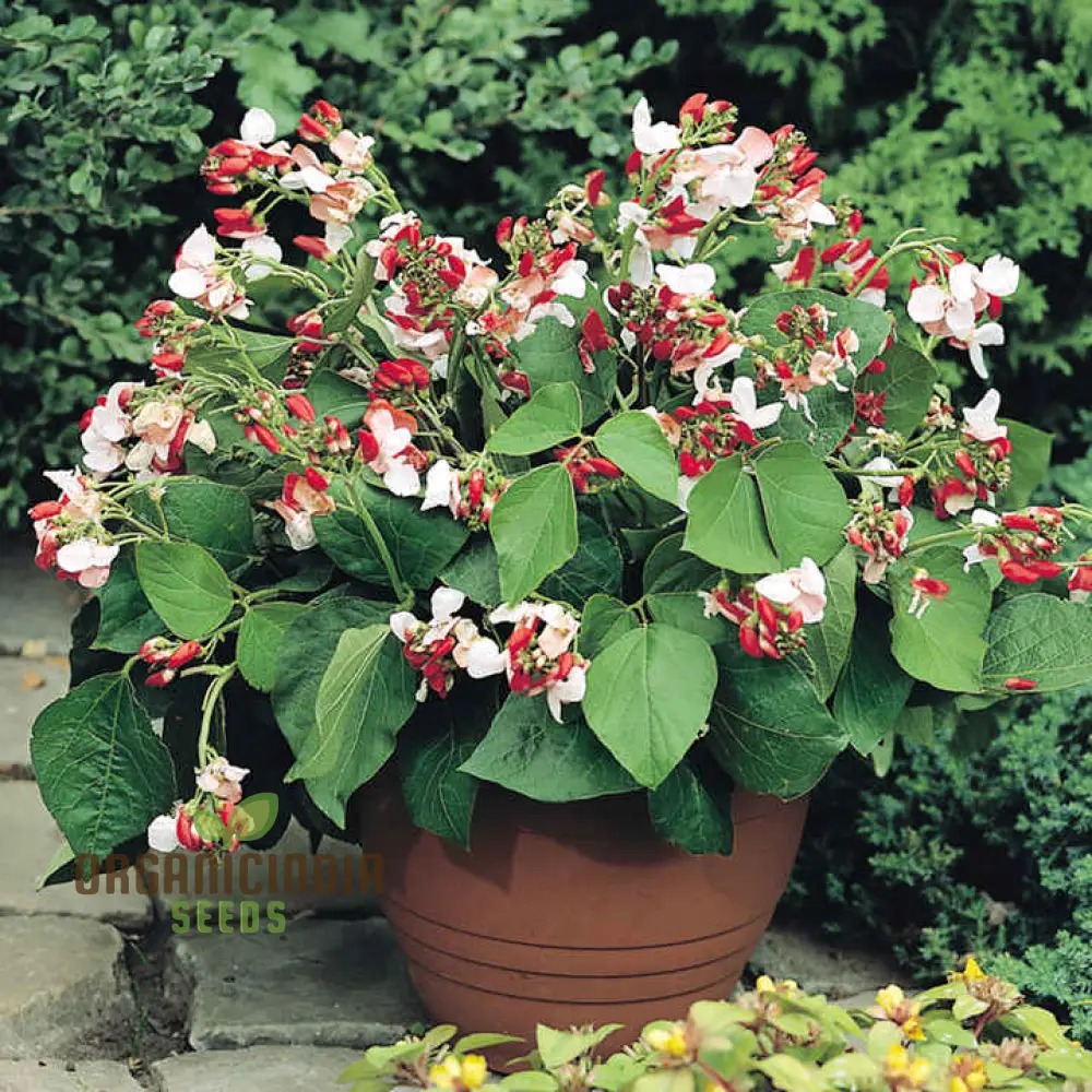 Runner Bean Hestia (Dwarf) Vegetable Seeds for Planting, Perfect for Small Gardens & Containers – High-Quality Seeds for Easy Gardening - Image 4
