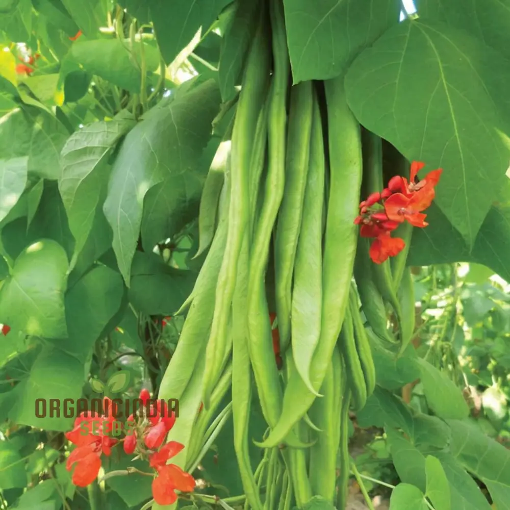 Runner Bean 'Scarlet Emperor Seeds - Vigorous Vines for Abundant Harvests