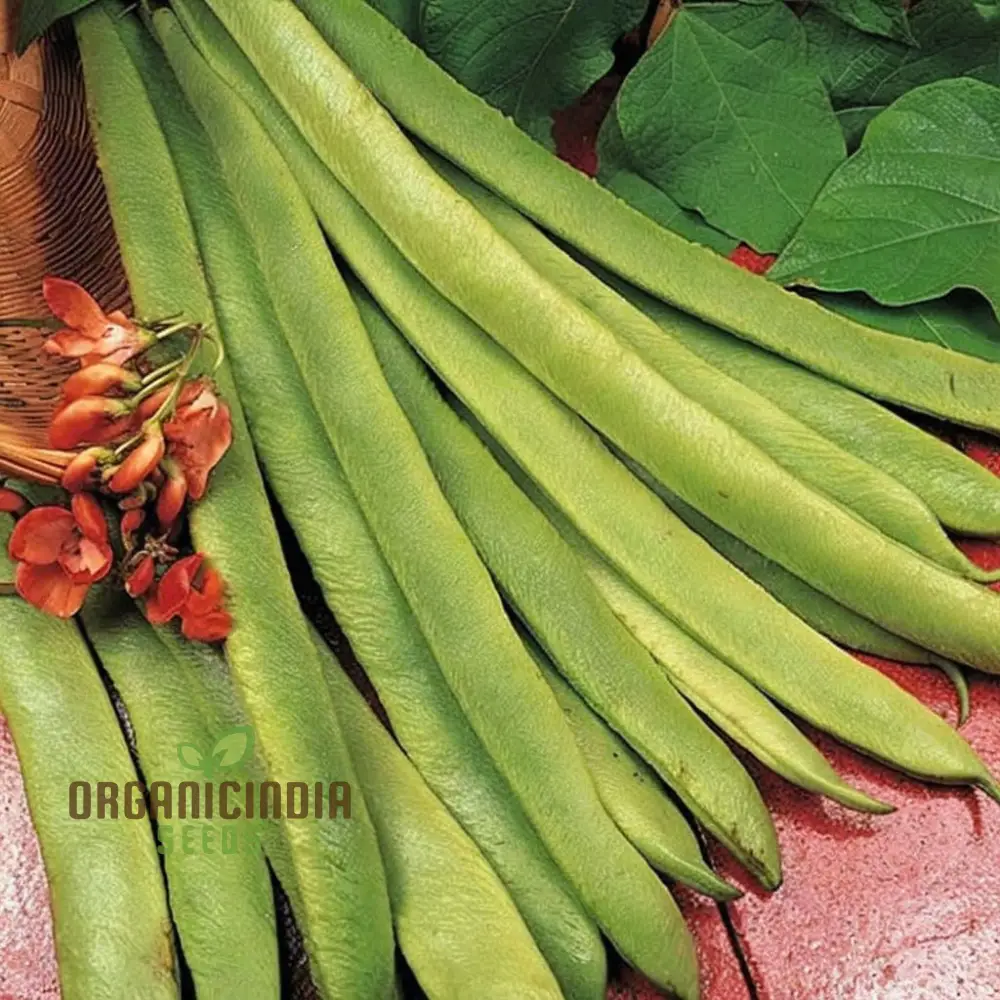 Runner Bean 'Scarlet Emperor Seeds - Vigorous Vines for Abundant Harvests - Image 3