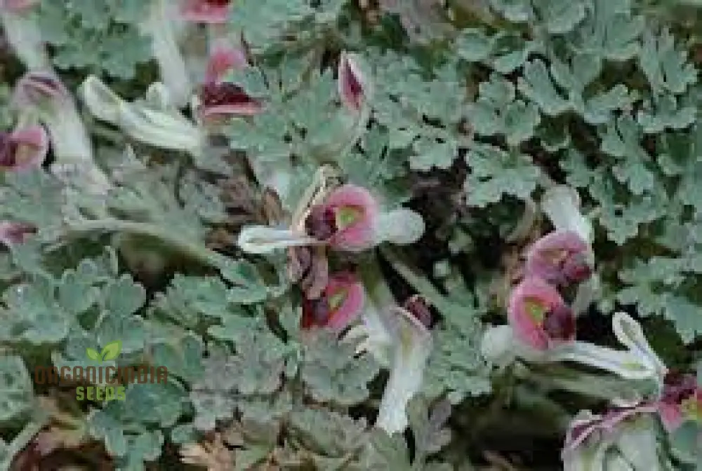 Rupicapnos Africana Seeds for Gardening Enthusiasts | Organic Flower Seeds