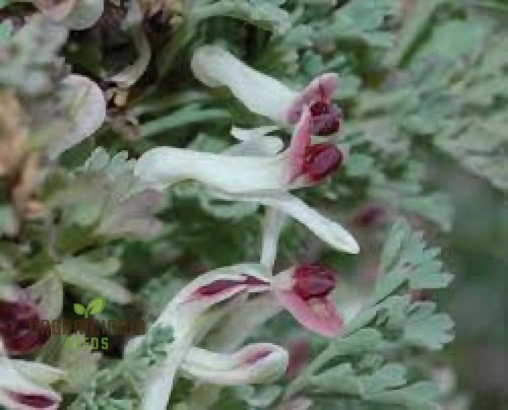 Rupicapnos Africana Seeds for Gardening Enthusiasts | Organic Flower Seeds - Image 3