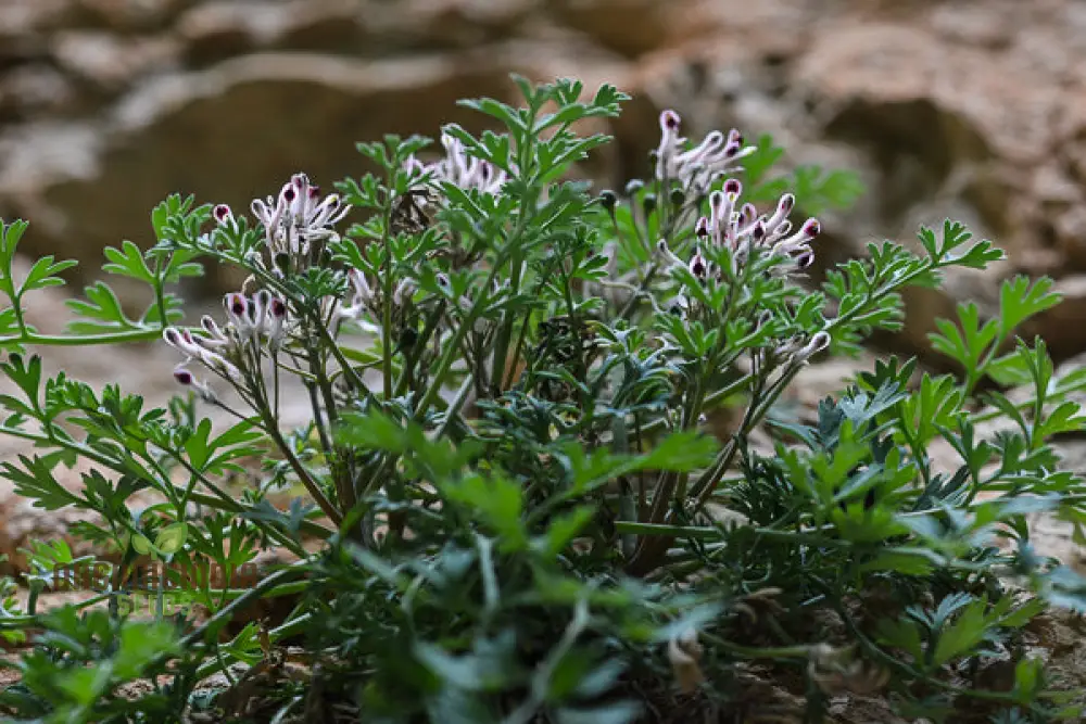 Rupicapnos Africana Seeds for Gardening Enthusiasts | Organic Flower Seeds - Image 4