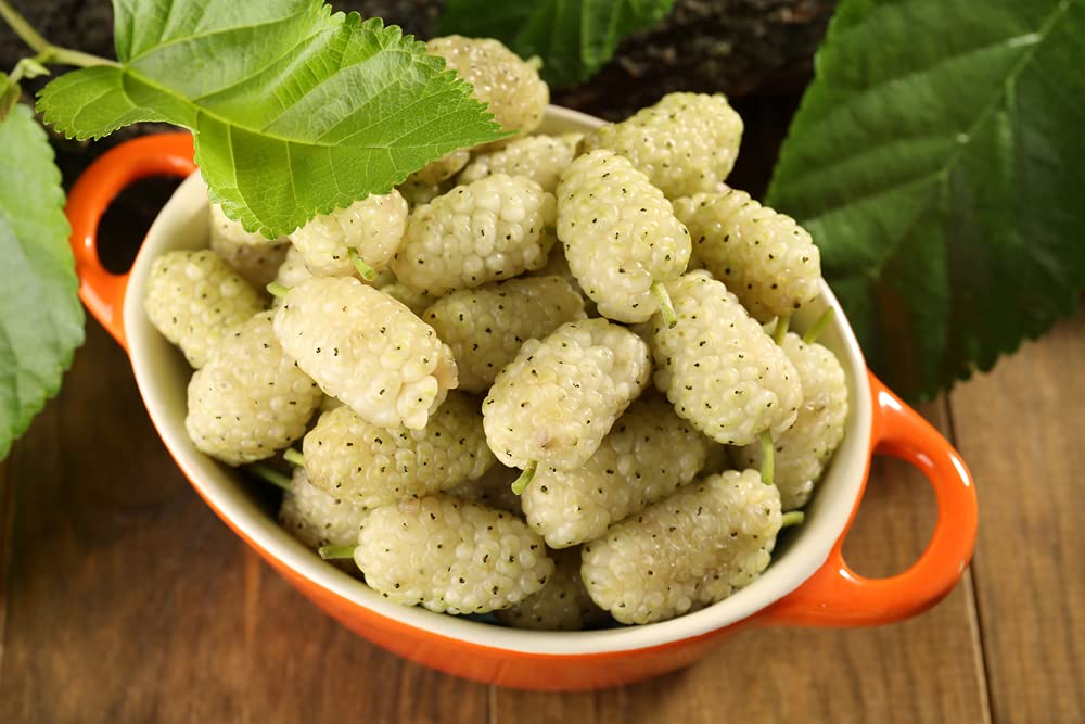 Russian Mulberry (Morus alba) – Seeds - Image 4