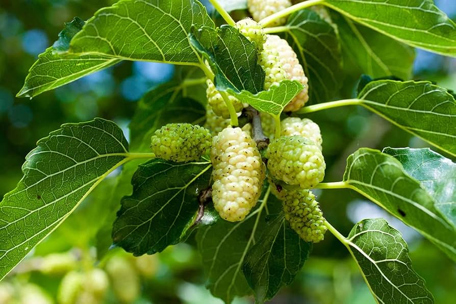 Russian Mulberry (Morus alba) – Seeds - Image 5