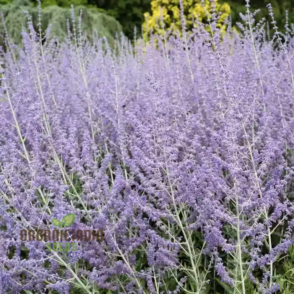 Russian Sage Plant Seeds – Perovskia Atriplicifolia Drought-Tolerant Perennial for Borders & Landscapes