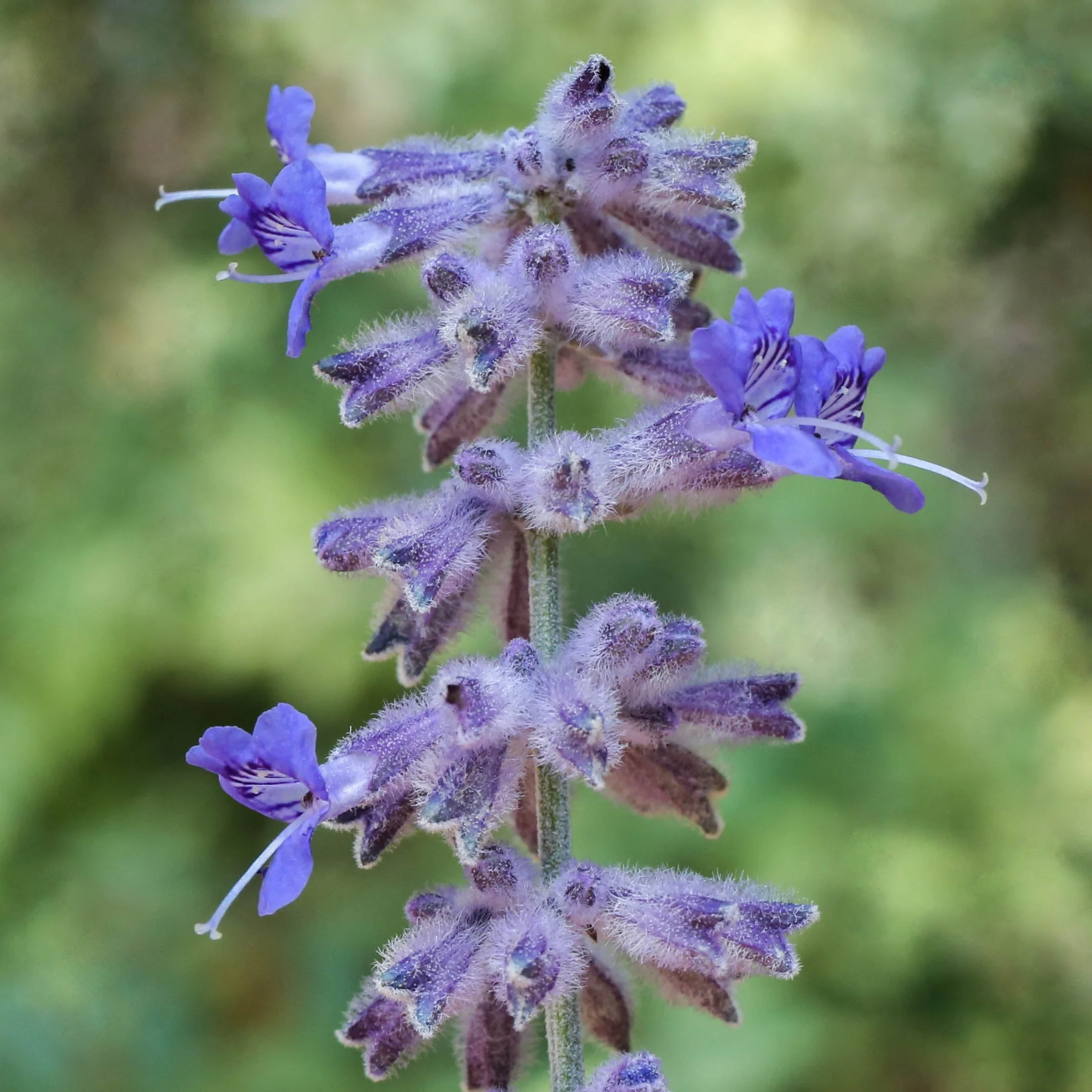 Russian Sage Plant Seeds – Perovskia Atriplicifolia Drought-Tolerant Perennial for Borders & Landscapes - Image 2