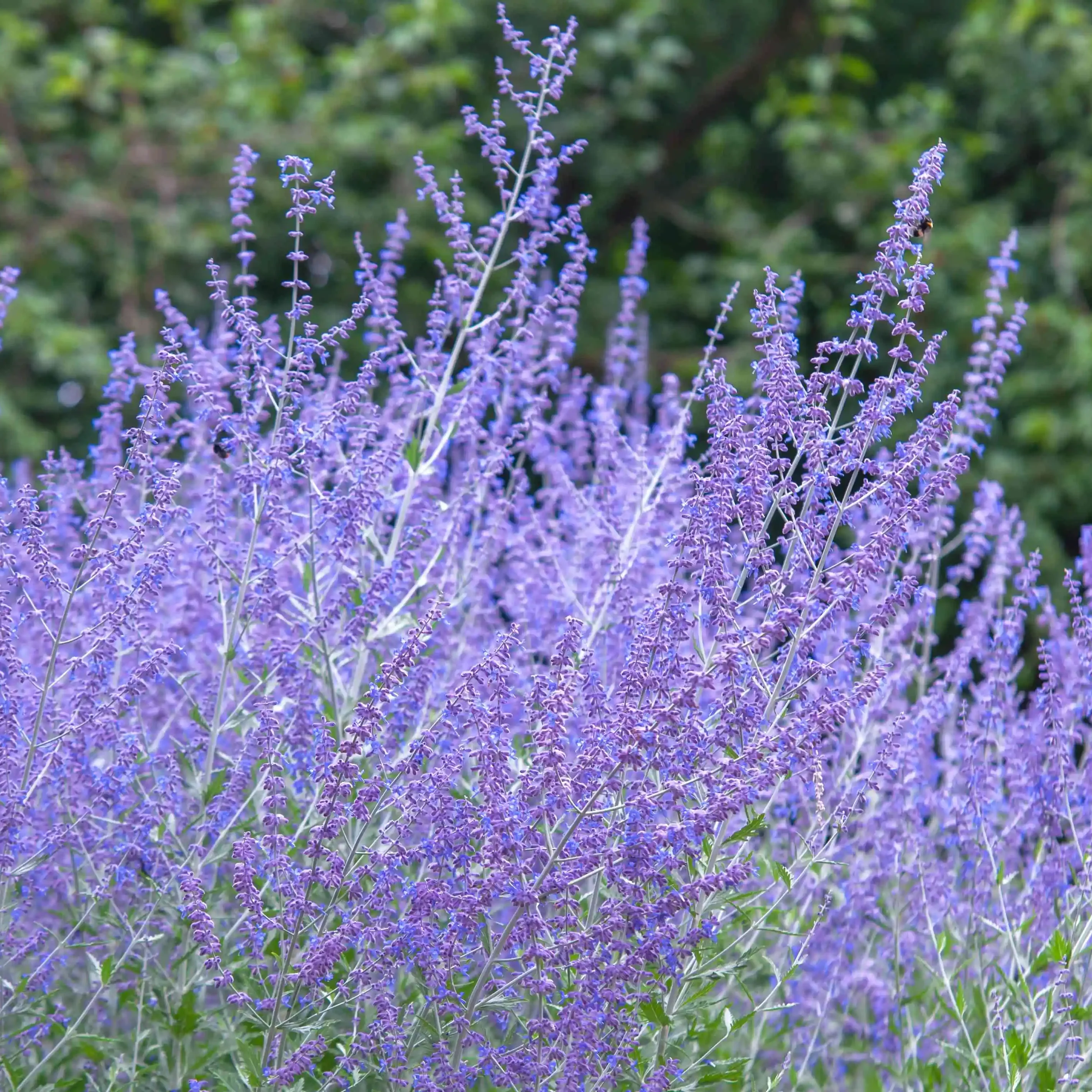 Russian Sage Plant Seeds – Perovskia Atriplicifolia Drought-Tolerant Perennial for Borders & Landscapes - Image 3