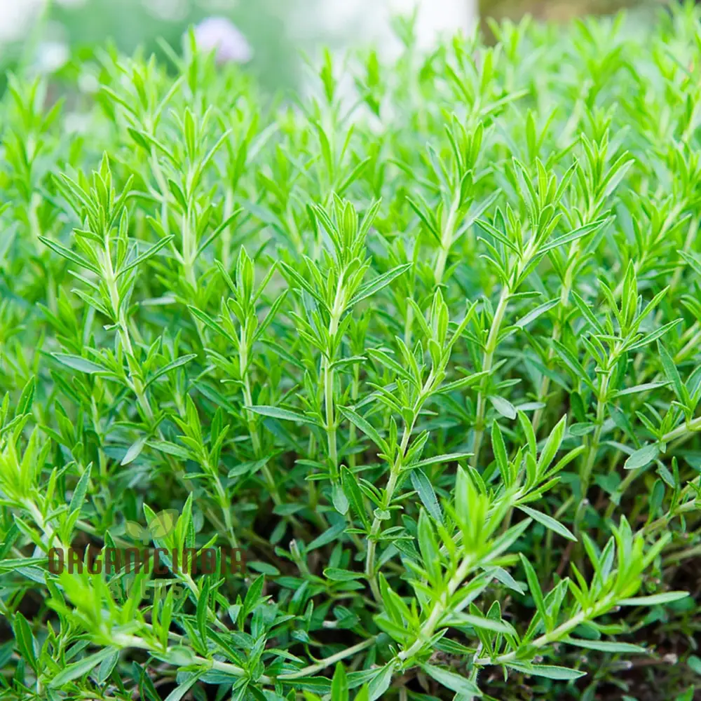 Russian Tarragon Seeds for Planting, Top-Quality Russian Tarragon Seeds, premium Perfect for Home Gardens, Kitchen Gardens