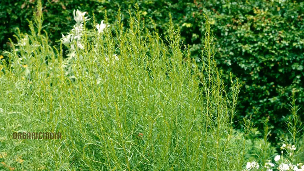 Russian Tarragon Seeds for Planting, Top-Quality Russian Tarragon Seeds, premium Perfect for Home Gardens, Kitchen Gardens - Image 3