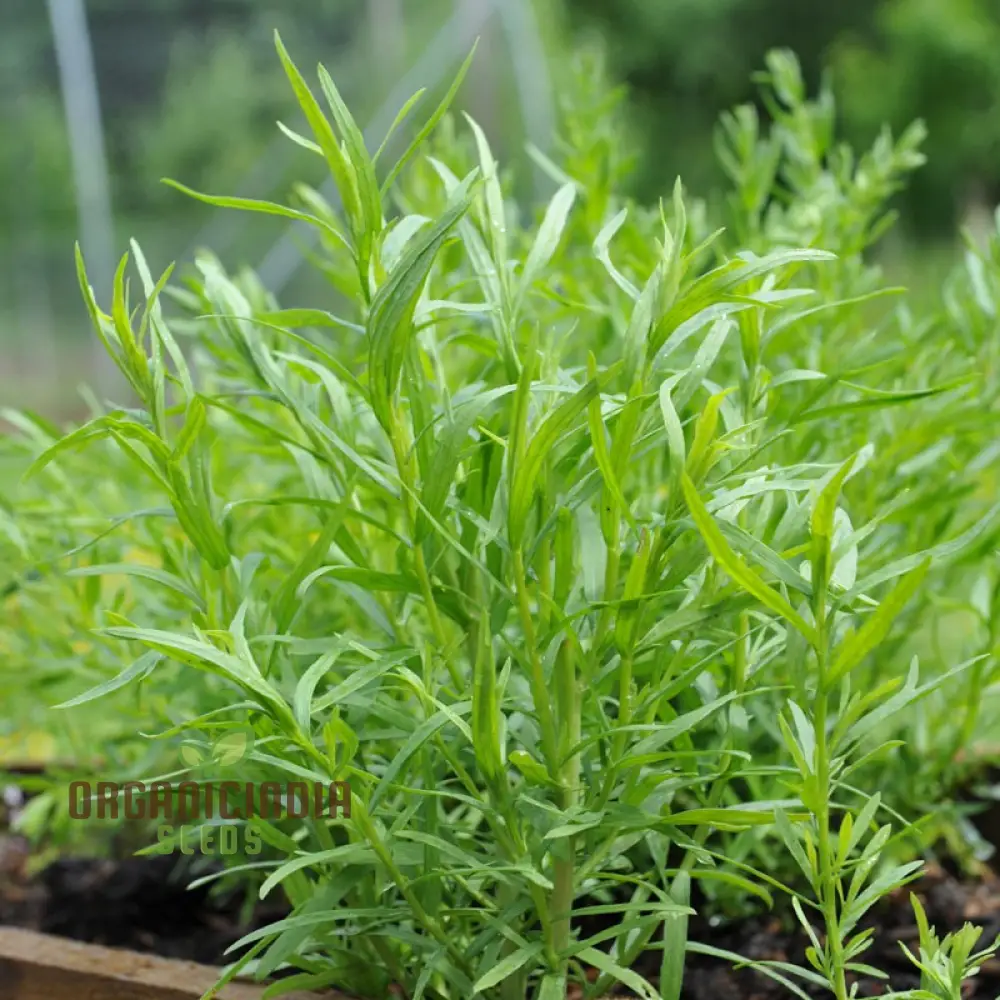 Russian Tarragon Seeds for Planting, Top-Quality Russian Tarragon Seeds, premium Perfect for Home Gardens, Kitchen Gardens - Image 4