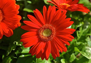 Rusty Red Calendula Flower Seeds, Bold & Vibrant Blooms, Non-GMO - Image 2