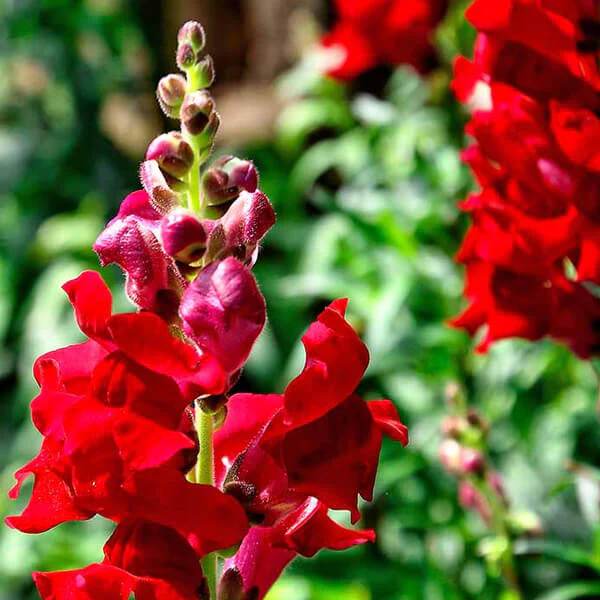 Rusty Red Snapdragon Flower Seeds – Bold & Unique Blooms for Vibrant Gardens - Image 2