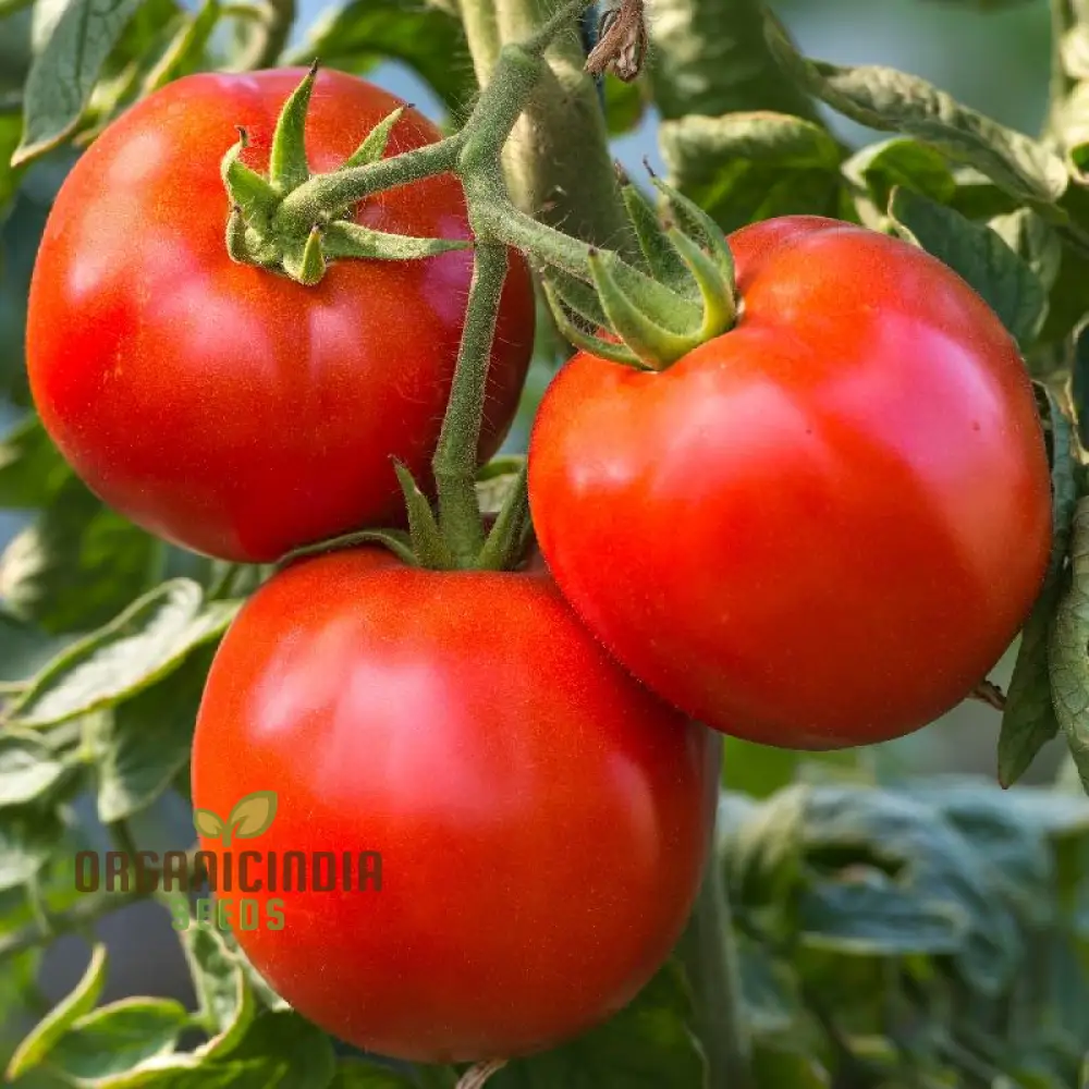 Rutgers Tomato Vegetable Seeds, Growing Juicy and Flavorful Harvests with Expert Planting and Gardening
