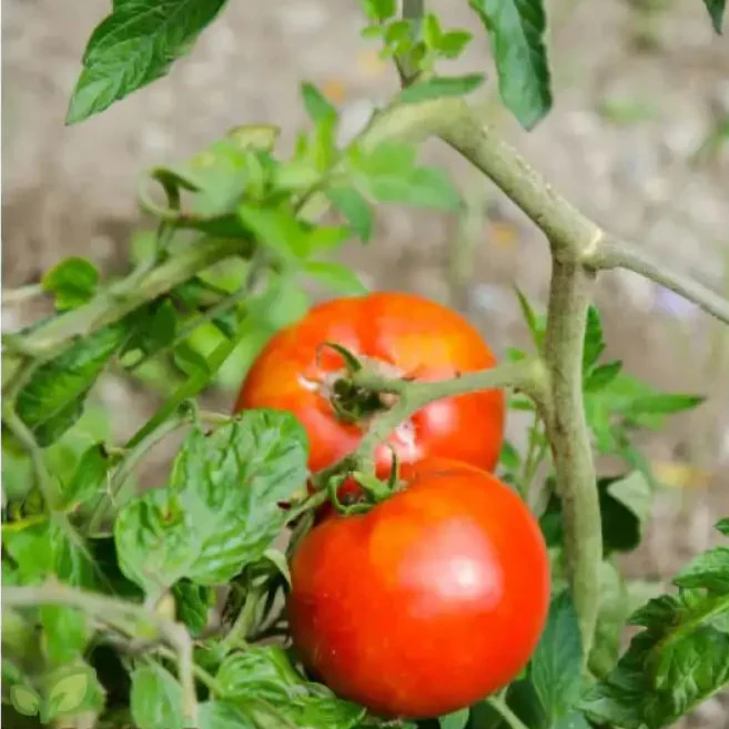 Rutgers Tomato Vegetable Seeds, Growing Juicy and Flavorful Harvests with Expert Planting and Gardening - Image 3
