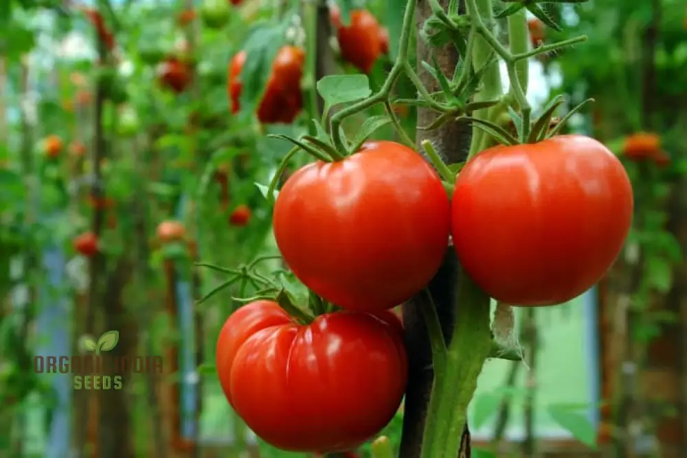 Rutgers Tomato Vegetable Seeds, Growing Juicy and Flavorful Harvests with Expert Planting and Gardening - Image 4