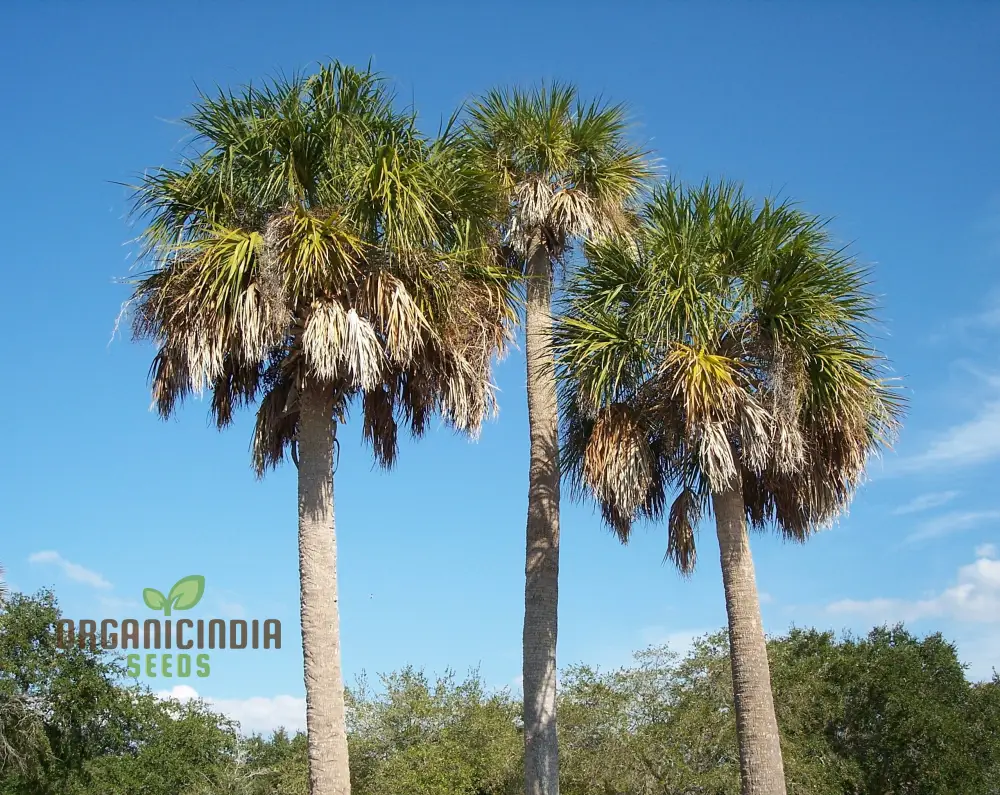 Sabal Palmetto Seeds for Gardening Enthusiasts | Premium Quality Gardening Seeds