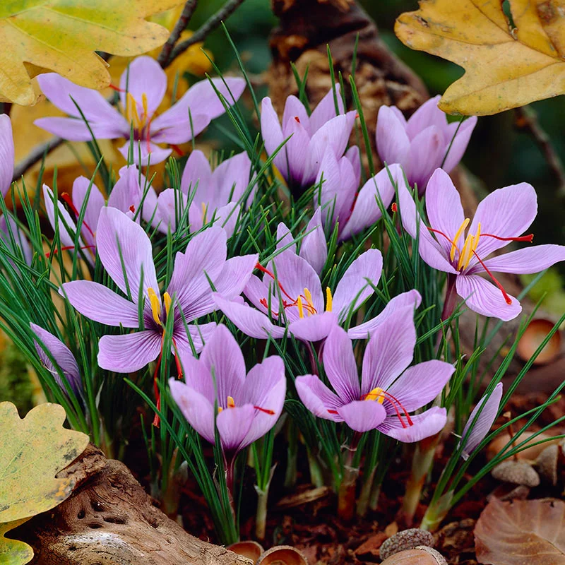 Saffron Flower bulbs, Crocus Sativus Corms (3 Bulbs for Planting) - Image 3