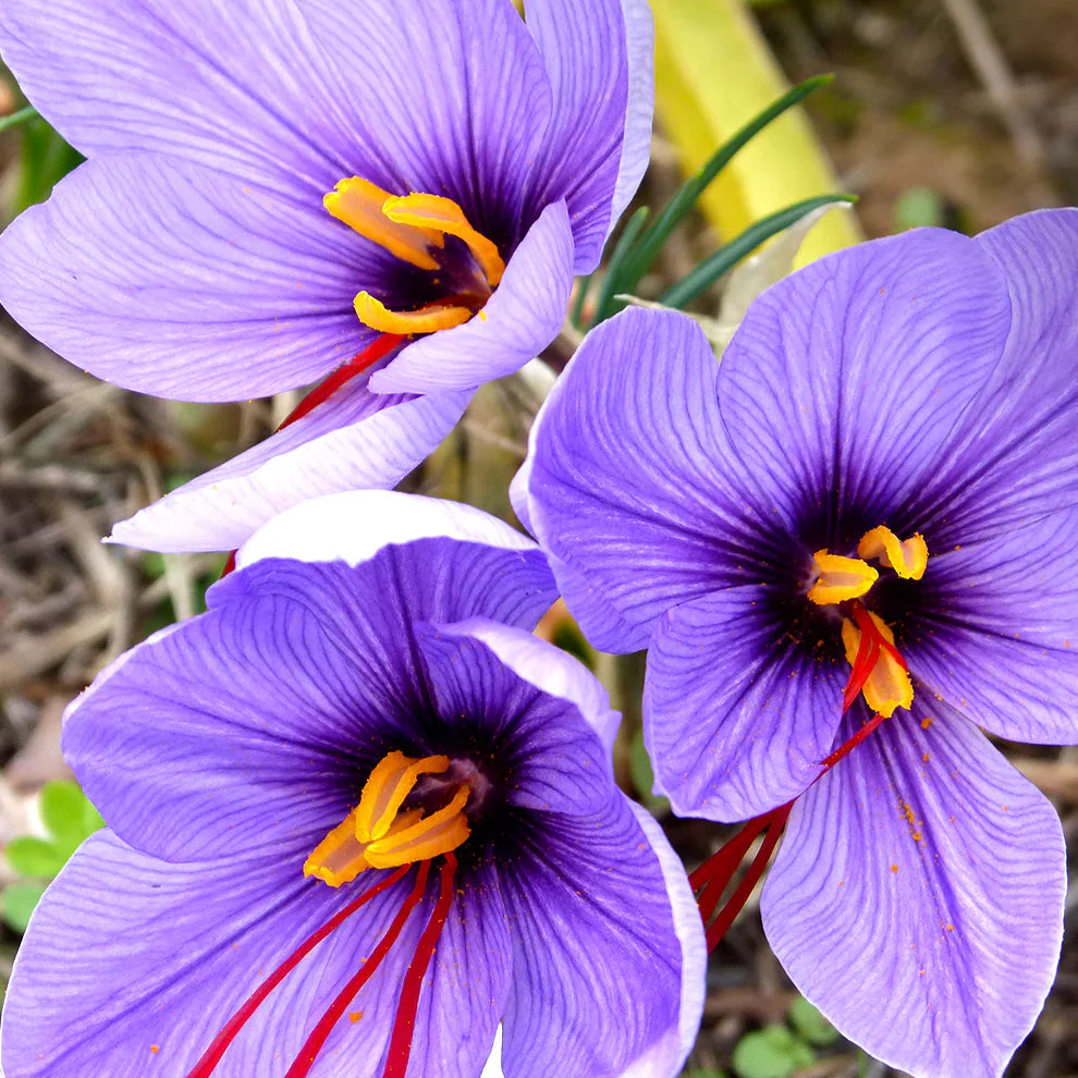 Saffron Flower bulbs, Crocus Sativus Corms (3 Bulbs for Planting) - Image 4