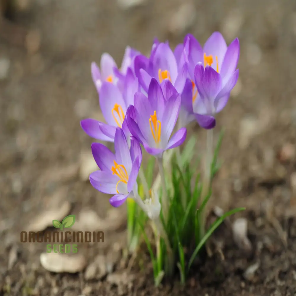 Saffron Flower Crocus Floresling Bulbs Transform Your Garden with Exotic Blooms and the Rich, Precious Spice - Image 4