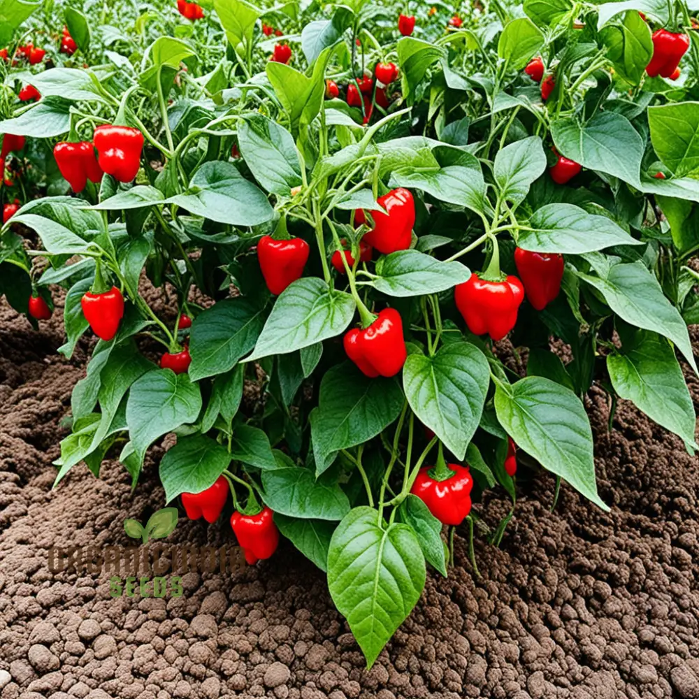 Organic Red Capsicum Seeds For Planting, Premium Variety for Home Gardening and Fresh Harvests
