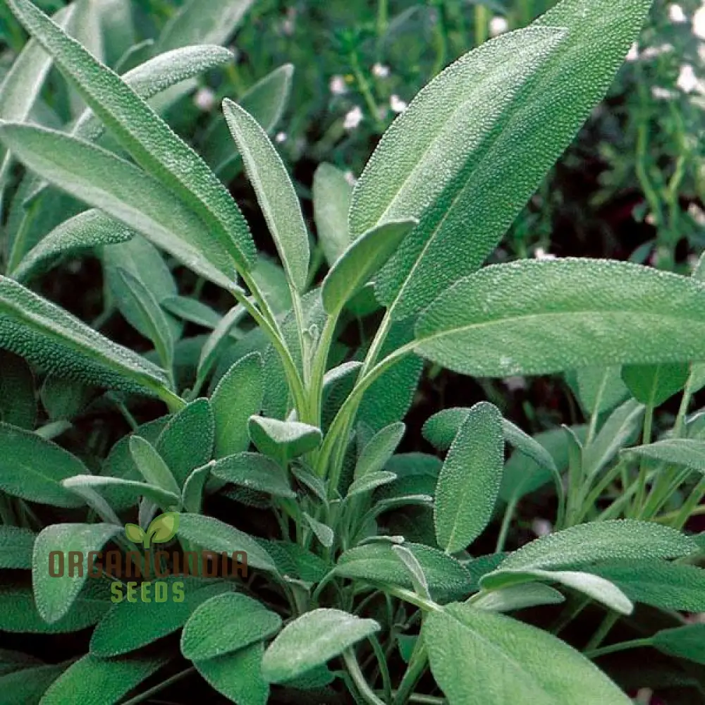 Sage Broadleaf Seeds – Premium Quality for Planting Success