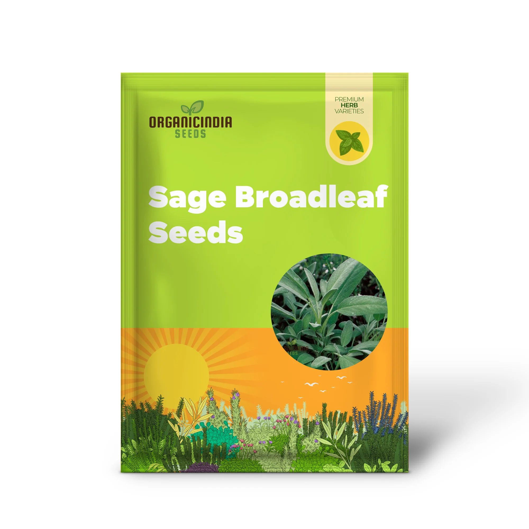 Sage Broadleaf Seeds – Premium Quality for Planting Success - Image 2