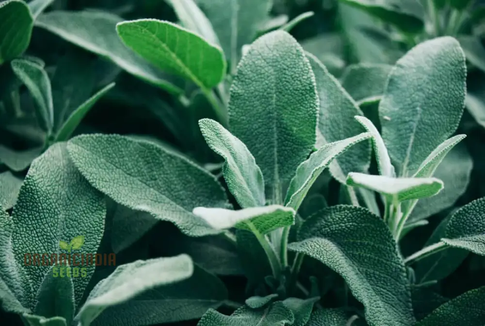 Sage Broadleaf Seeds – Premium Quality for Planting Success - Image 3